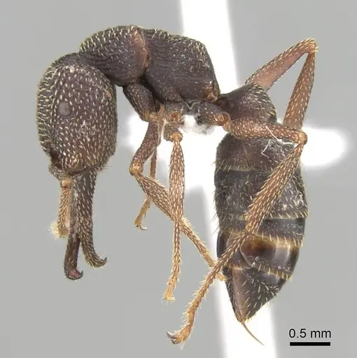 Mystrium mirror specimen CASENT0318937 image casent0318937_4
