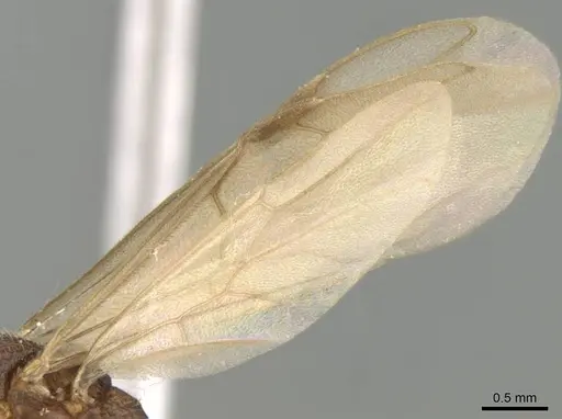 Mystrium mirror specimen CASENT0318942 image casent0318942_5