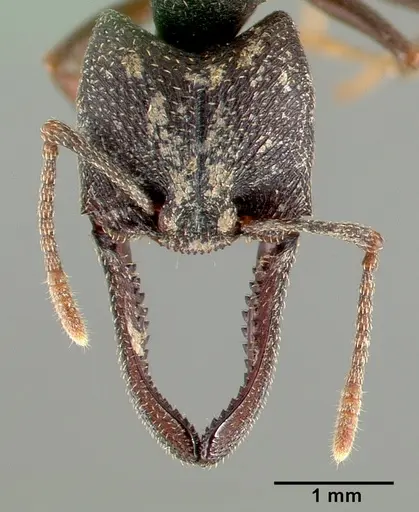 Mystrium mysticum specimen CASENT0000550 image casent0000550_2
