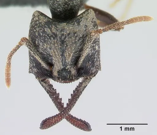 Mystrium mysticum specimen CASENT0135223 image casent0135223_2