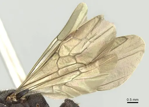Mystrium mysticum specimen CASENT0429914 image casent0429914_4