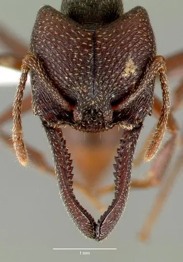 Mystrium mysticum specimen CASENT0429955 image casent0429955_2