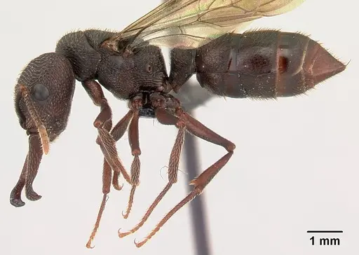 Mystrium mysticum specimen CASENT0490713 image casent0490713_3