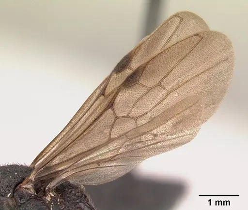 Mystrium oberthueri specimen CASENT0179499 image casent0179499_4