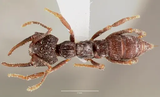 Mystrium oberthueri specimen MCZTYPE20363 image mcztype20363_1