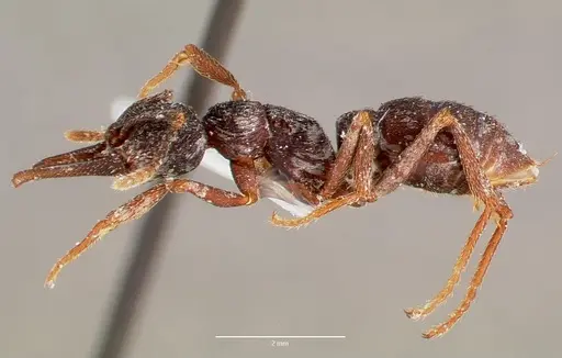 Mystrium oberthueri specimen MCZTYPE20363 image mcztype20363_3