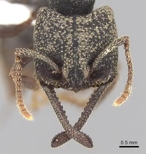 Mystrium rogeri specimen CASENT0001069 image casent0001069_2