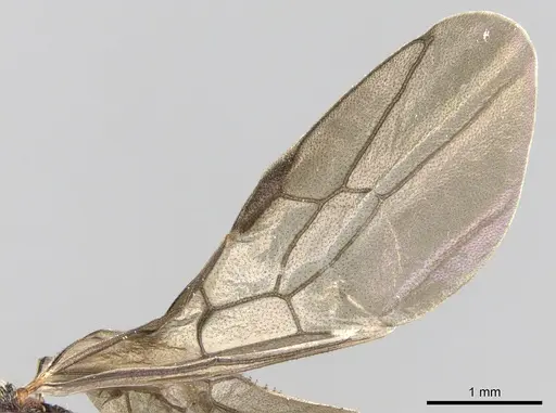 Mystrium rogeri specimen CASENT0001079 image casent0001079_4