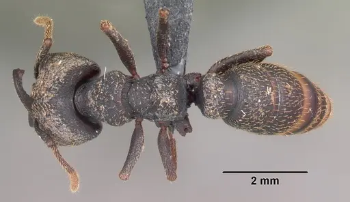 Mystrium rogeri specimen CASENT0009349 image casent0009349_1