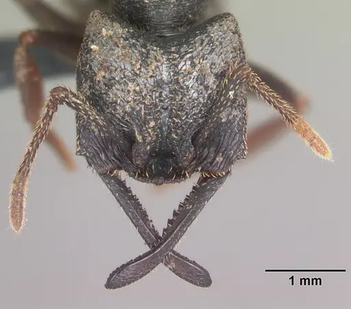Mystrium rogeri specimen CASENT0009349 image casent0009349_3