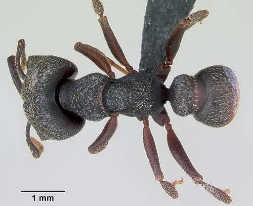 Mystrium rogeri specimen CASENT0009967 image casent0009967_1