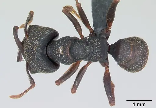 Mystrium rogeri specimen CASENT0009969 image casent0009969_1