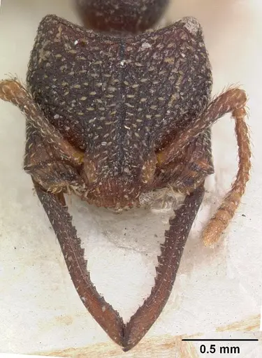 Mystrium rogeri specimen CASENT0102172 image casent0102172_2