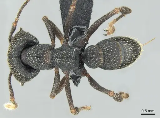 Mystrium shadow specimen CASENT0318931 image casent0318931_1