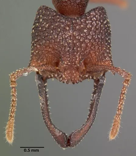 Mystrium silvestrii specimen CASENT0102168 image casent0102168_2