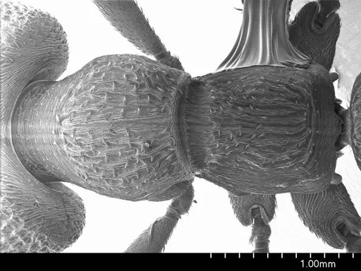Mystrium voeltzkowi specimen ANTWEB1008554 image antweb1008554_1