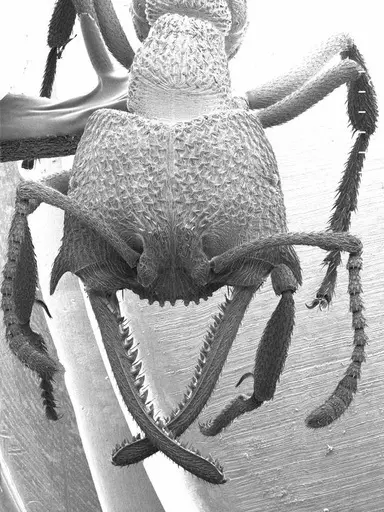 Mystrium voeltzkowi specimen ANTWEB1008554 image antweb1008554_2