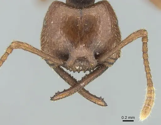 Mystrium voeltzkowi specimen CASENT0002092 image casent0002092_3