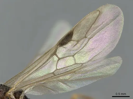 Mystrium voeltzkowi specimen CASENT0053018 image casent0053018_4