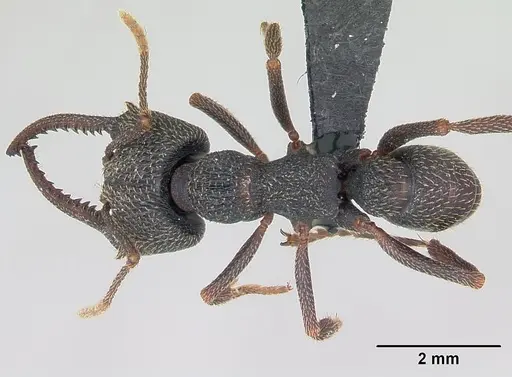 Mystrium voeltzkowi specimen CASENT0076622 image casent0076622_1