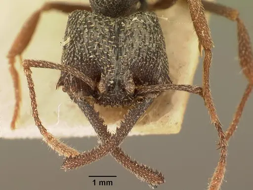 Mystrium voeltzkowi specimen CASENT0101710 image casent0101710_2