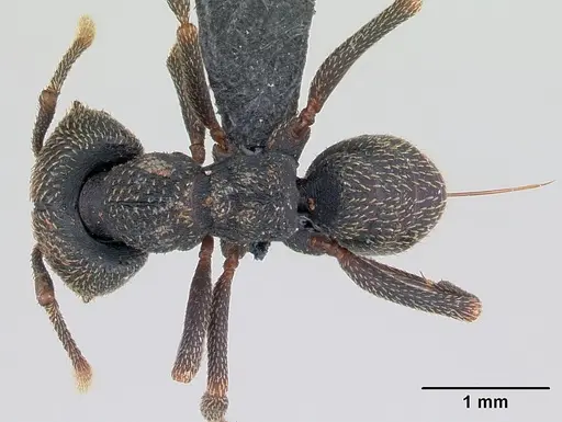 Mystrium voeltzkowi specimen CASENT0133921 image casent0133921_1
