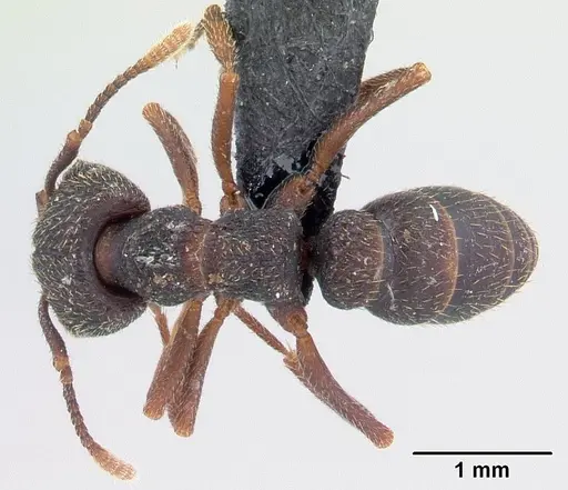 Mystrium voeltzkowi specimen CASENT0141843 image casent0141843_1