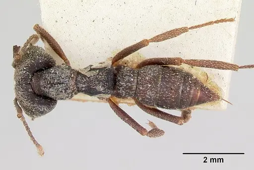 Mystrium voeltzkowi specimen MCZTYPE20364 image mcztype20364_1