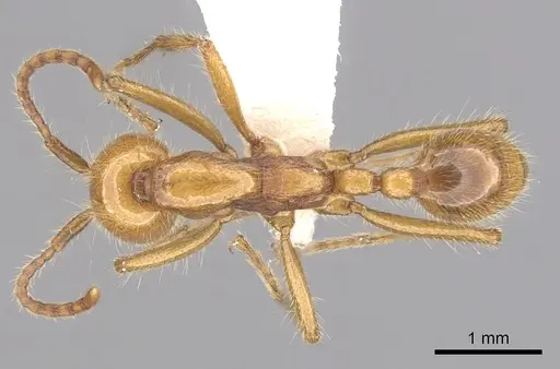 Neivamyrmex adnepos specimen CASENT0249470 image casent0249470_1