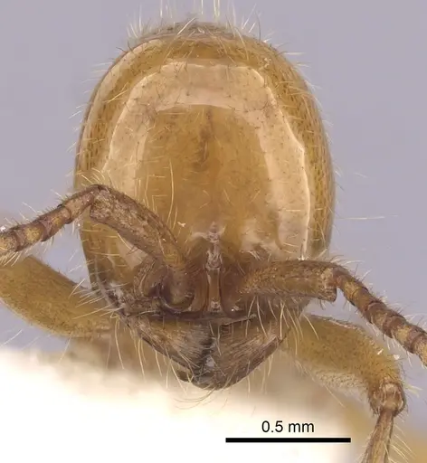 Neivamyrmex adnepos specimen CASENT0249470 image casent0249470_2