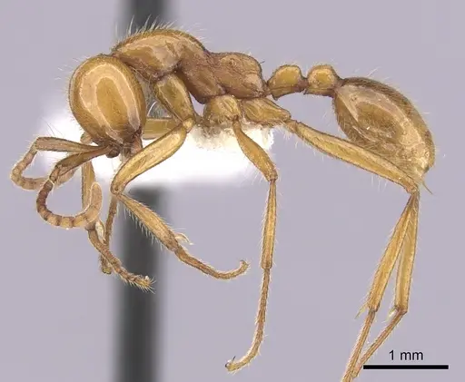 Neivamyrmex adnepos specimen CASENT0249470 image casent0249470_3