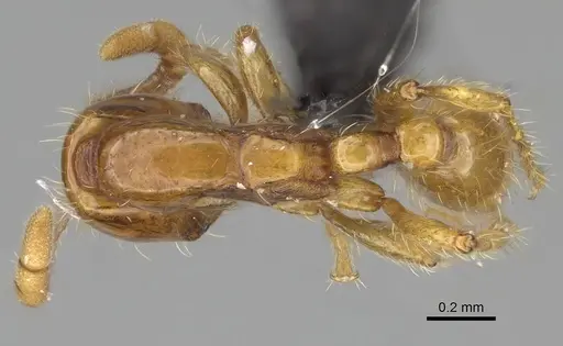 Neivamyrmex adnepos specimen CASENT0318513 image casent0318513_1