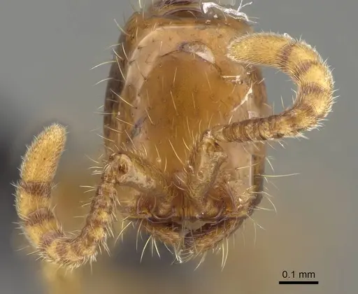 Neivamyrmex adnepos specimen CASENT0318513 image casent0318513_2