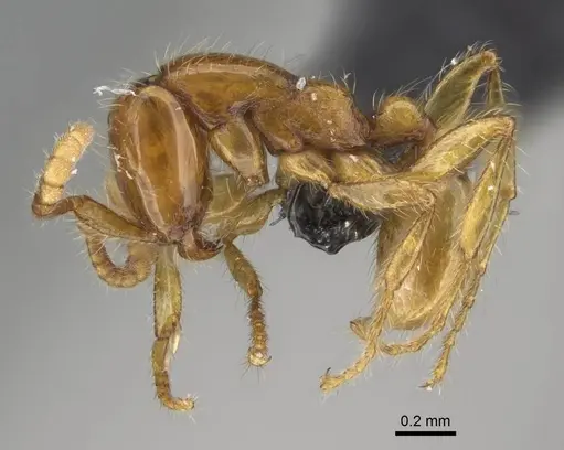 Neivamyrmex adnepos specimen CASENT0318513 image casent0318513_3