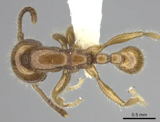 Neivamyrmex adnepos specimen CASENT0619175 image casent0619175_1