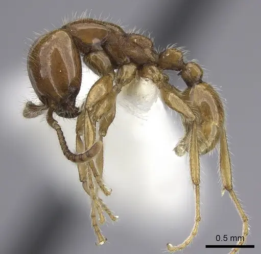 Neivamyrmex adnepos specimen CASENT0619175 image casent0619175_3