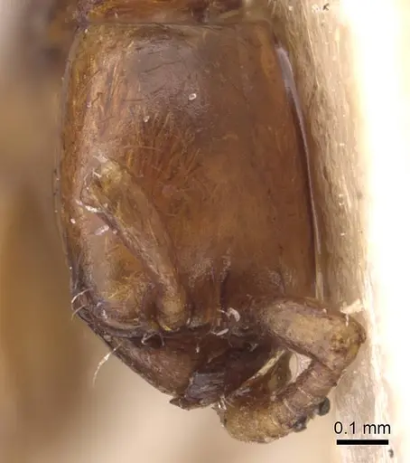 Neivamyrmex adnepos specimen CASENT0905726 image casent0905726_2