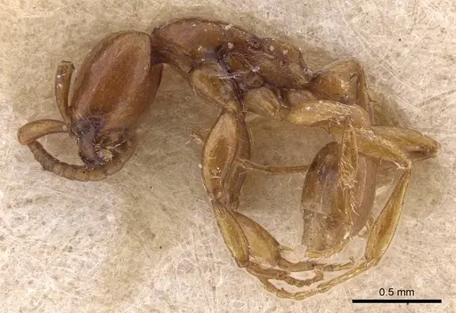 Neivamyrmex adnepos specimen CASENT0905726 image casent0905726_3