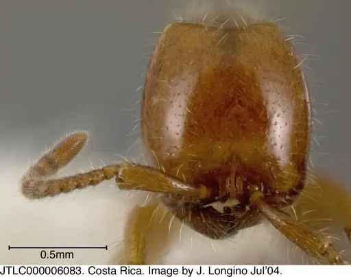 Neivamyrmex adnepos specimen JTLC000006083 image jtlc000006083_1