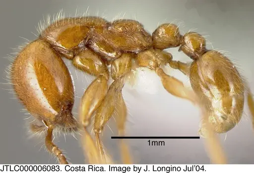 Neivamyrmex adnepos specimen JTLC000006083 image jtlc000006083_2
