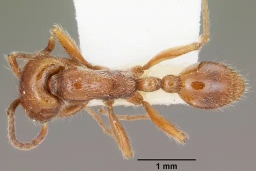 Neivamyrmex agilis specimen CASENT0102760 image casent0102760_1