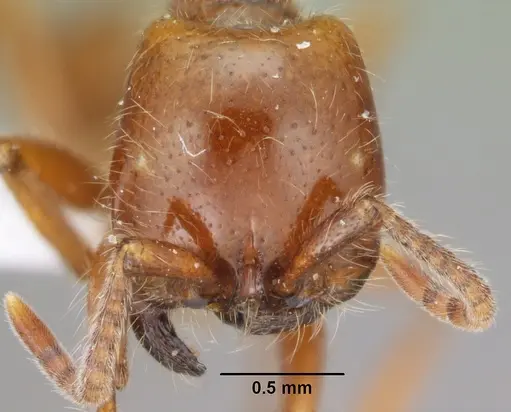 Neivamyrmex agilis specimen CASENT0102760 image casent0102760_2