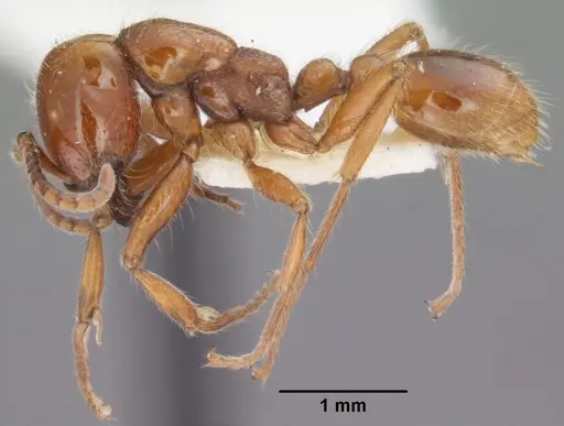 Neivamyrmex agilis specimen CASENT0102760 image casent0102760_3
