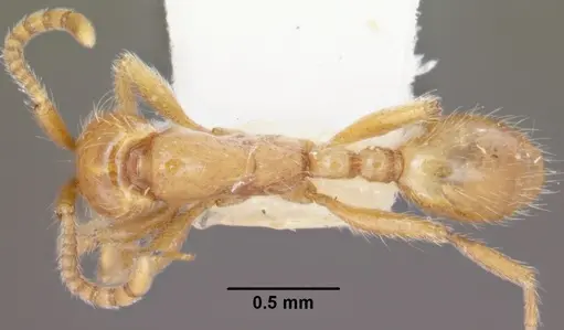 Neivamyrmex agilis specimen CASENT0102761 image casent0102761_1
