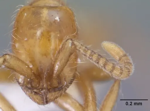 Neivamyrmex agilis specimen CASENT0102761 image casent0102761_2