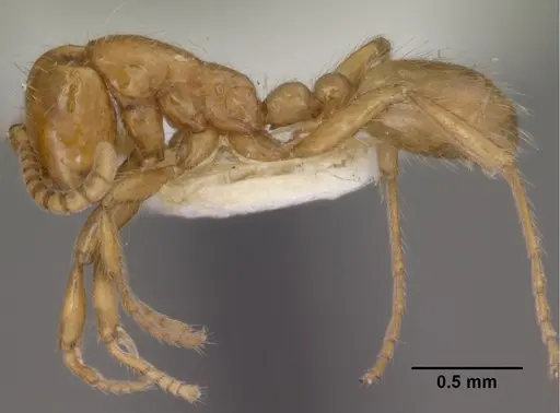 Neivamyrmex agilis specimen CASENT0102761 image casent0102761_3