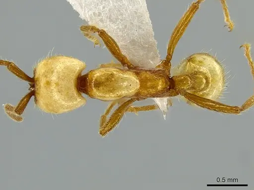 Neivamyrmex albacorpus specimen CASENT0629567 image casent0629567_1