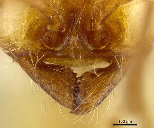 Neivamyrmex albacorpus specimen CASENT0629567 image casent0629567_3