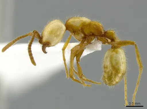 Neivamyrmex albacorpus specimen CASENT0629567 image casent0629567_4
