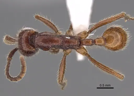 Neivamyrmex alfaroi specimen CASENT0619176 image casent0619176_1